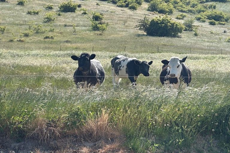 Photo of property in 218 Hawksburn Road, Nevis, Cromwell, 9384