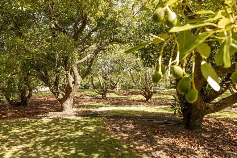 Photo of property in 85 Plummer Road, Whakamarama, Tauranga, 3179