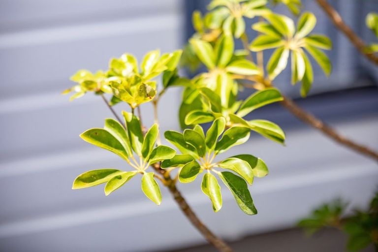 Photo of property in 3 Penney Green, Nawton, Hamilton, 3200