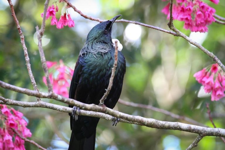 Photo of property in 179 Mcgregor Road, Ohaupo, 3882