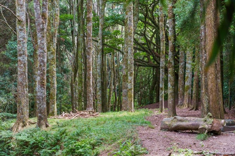 Photo of property in 288 Oropi Gorge Road, Oropi, Tauranga, 3173