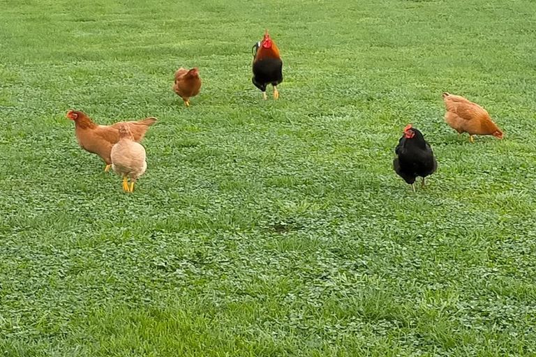 Photo of property in 144 Wilson Road North, Paengaroa, Te Puke, 3189