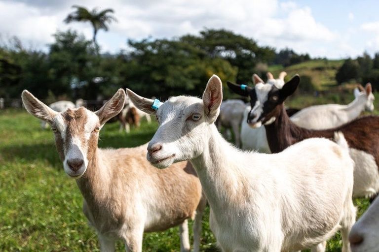 Photo of property in 20 Princes Street, Waihi, 3610