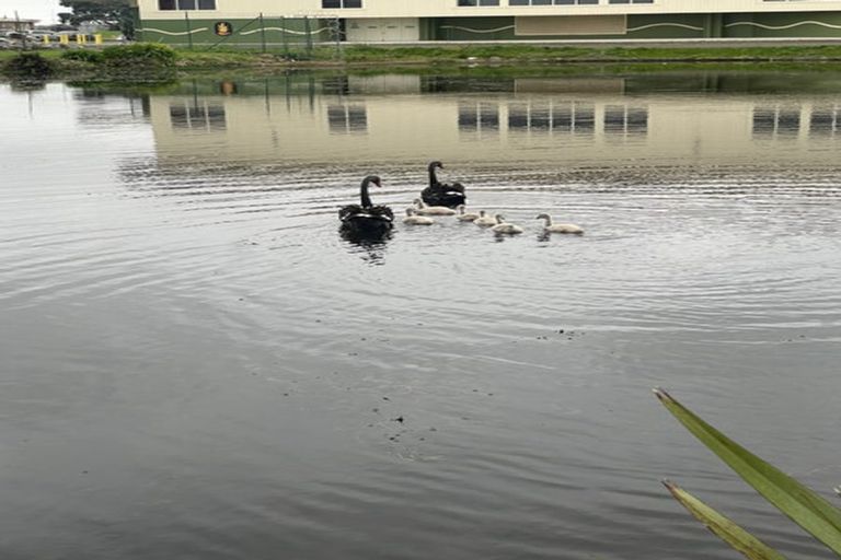 Photo of property in 252b Porchester Road, Takanini, 2112