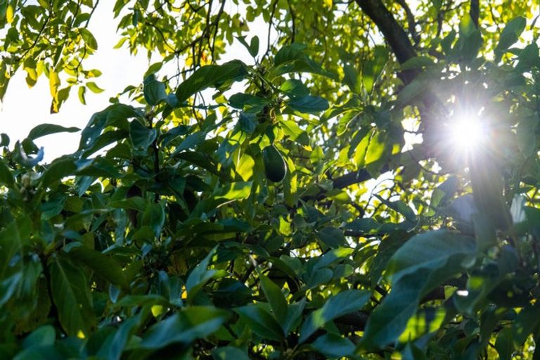 Photo of property in 51 Lund Road, Aongatete, Katikati, 3178