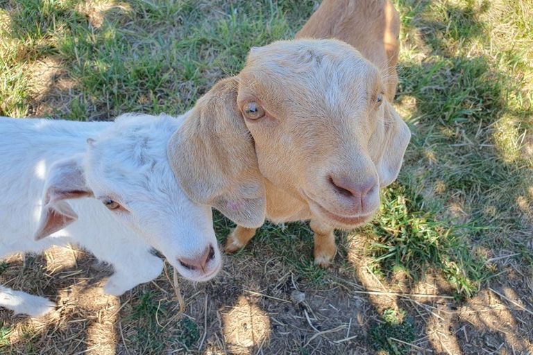 Photo of property in 221 Depot Road, Burnt Hill, Oxford, 7495