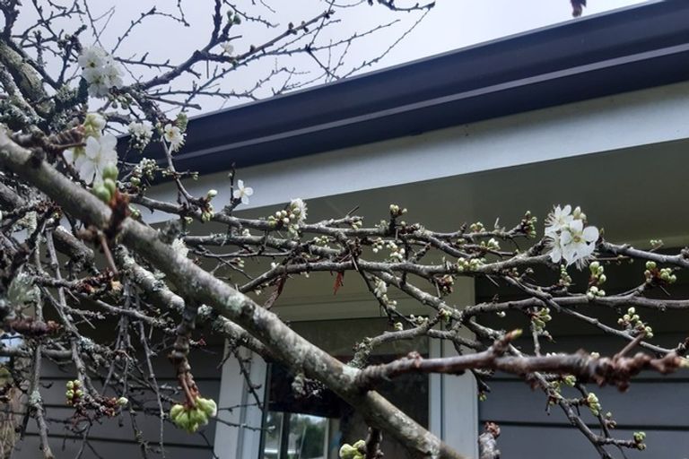 Photo of property in 38 Esk Street, Parkvale, Tauranga, 3112