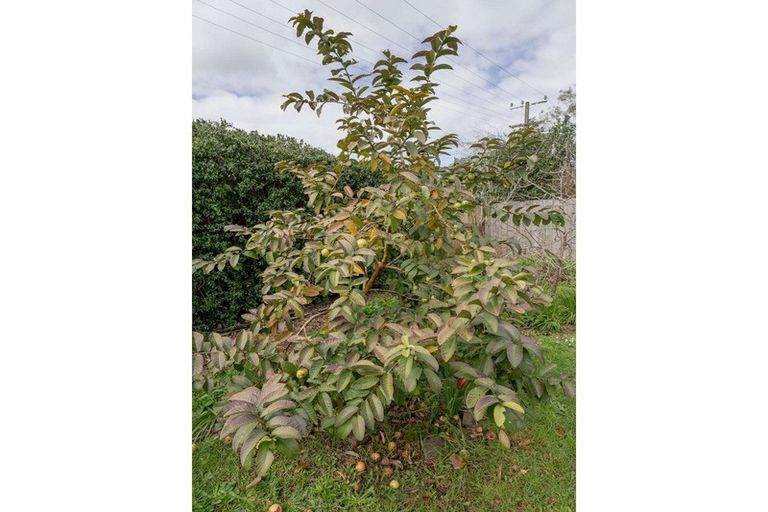 Photo of property in 6 Darwin Road, Kerikeri, 0230