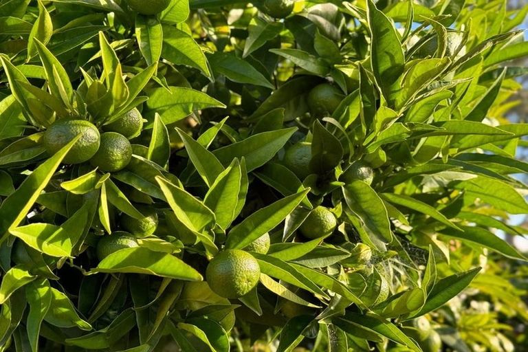 Photo of property in 2/147 Gills Road, Half Moon Bay, Auckland, 2014