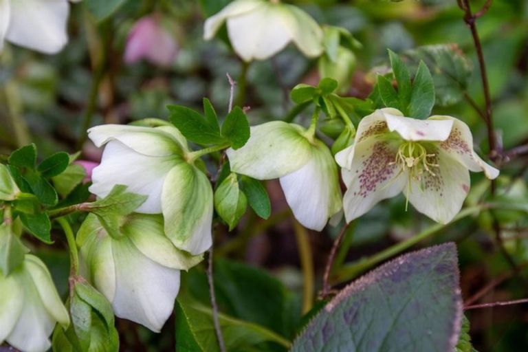 Photo of property in 58 Greers Road, Burnside, Christchurch, 8041