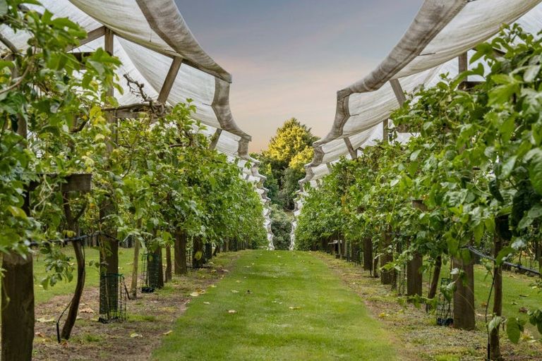 Photo of property in 241 Rea Road, Tahawai, Katikati, 3178