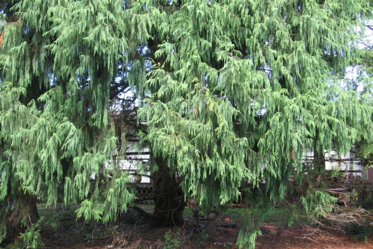 Photo of property in 23 Larissa Avenue, Henderson, Auckland, 0610