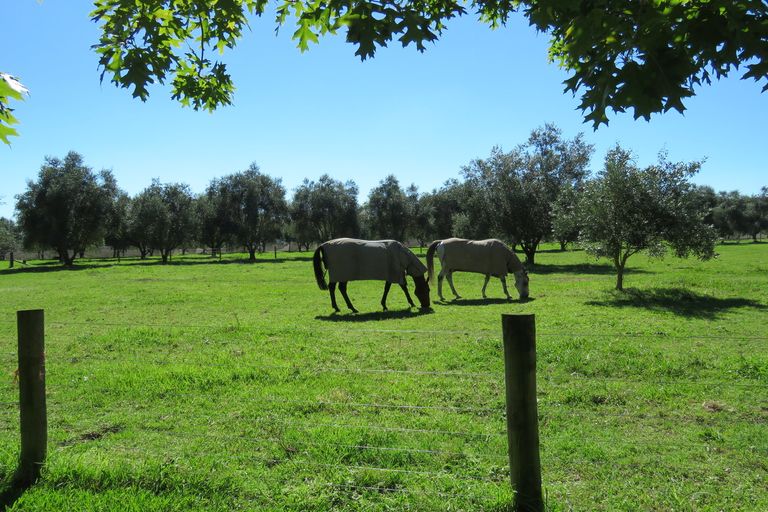 Photo of property in 302 Tucker Road, Makauri, Gisborne, 4071