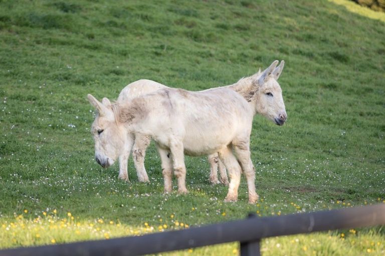 Photo of property in 725 Woodcocks Road, Kaipara Flats, Warkworth, 0981