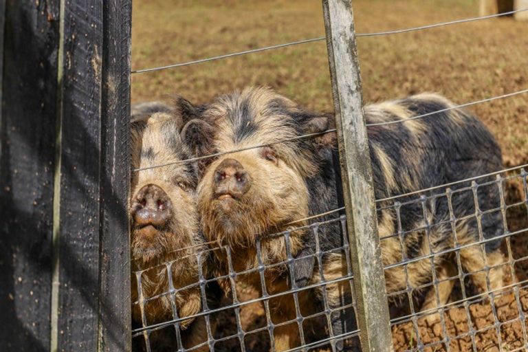 Photo of property in 954 Matakana Valley Road, Whangaripo, Wellsford, 0972