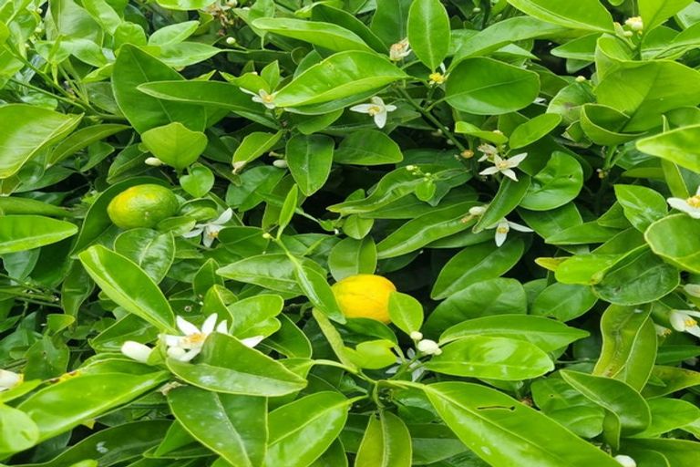 Photo of property in 106 Kaniere Road, Kaniere, Hokitika, 7811