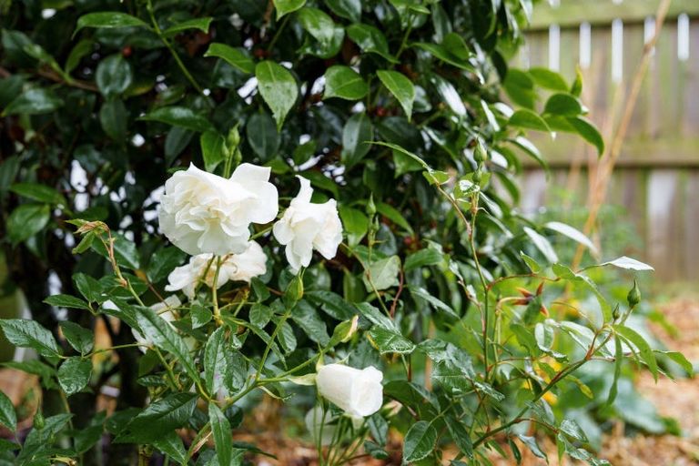 Photo of property in 50 Maryhill Terrace, Maryhill, Dunedin, 9011