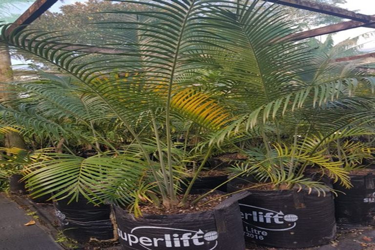 Photo of property in 656 One Tree Point Road, Ruakaka, Whangarei, 0171