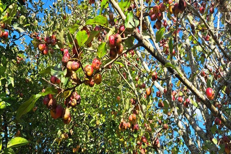 Photo of property in 70 Thames Road, Paeroa, 3600