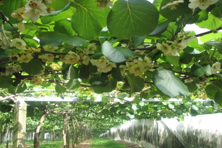 Photo of property in 1082 Te Matai Road, Te Ranga, Te Puke, 3188