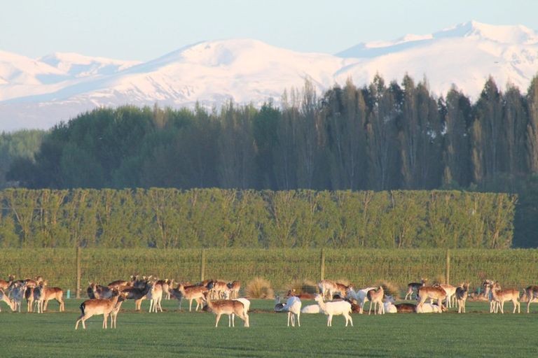 Photo of property in 18 Meadowlinks Lane, Pleasant Point, 7974