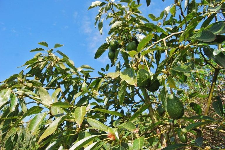 Photo of property in 8 Kapowai Lane, Kaiwaka, 0573