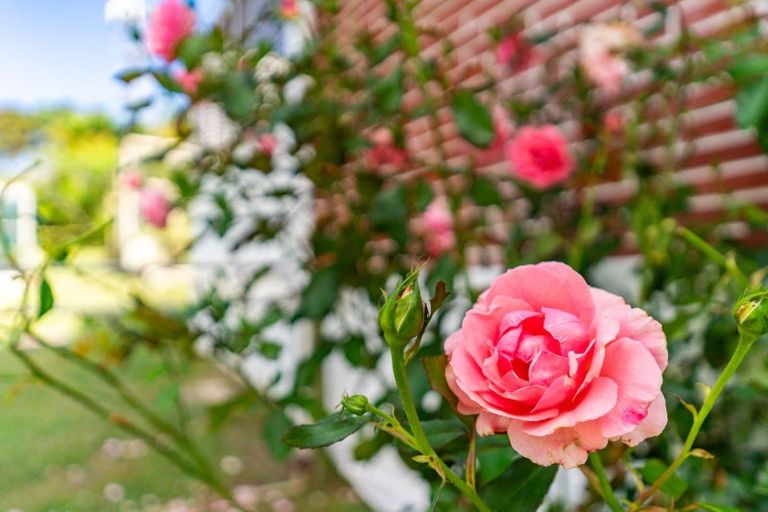 Photo of property in 16 Cobham Avenue, Dargaville, 0310