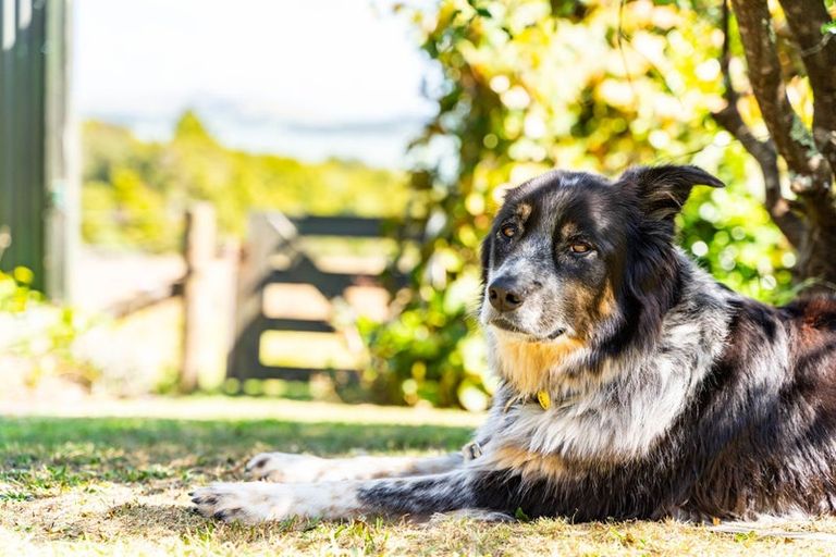 Photo of property in 368 Pahi Road, Pahi, Paparoa, 0571