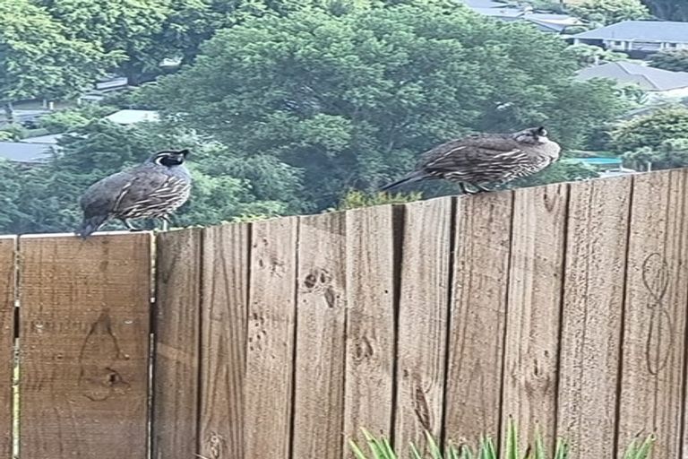 Photo of property in 121 Bowenvale Avenue, Cashmere, Christchurch, 8022