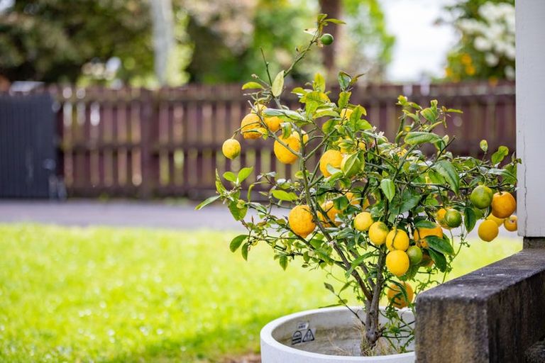 Photo of property in 5 Croall Crescent, St Andrews, Hamilton, 3200