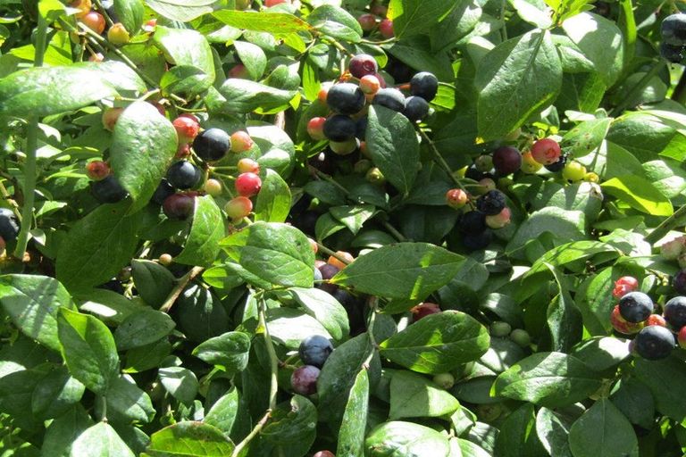 Photo of property in 549a Seddon Road, Gordonton, Hamilton, 3287