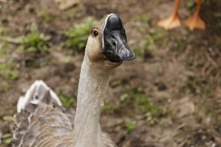 Photo of property in 52 Dukeson Road, Lichfield, Putaruru, 3482