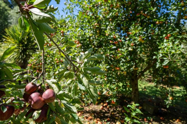 Photo of property in 257 Maungakawa Road, Cambridge, 3496