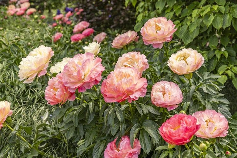 Photo of property in 42d Gladsmuir Road, Queensberry, Cromwell, 9383