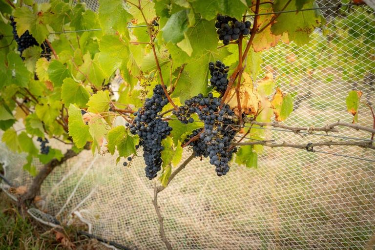 Photo of property in 105 Te Maire Road, Kahutara, Featherston, 5771