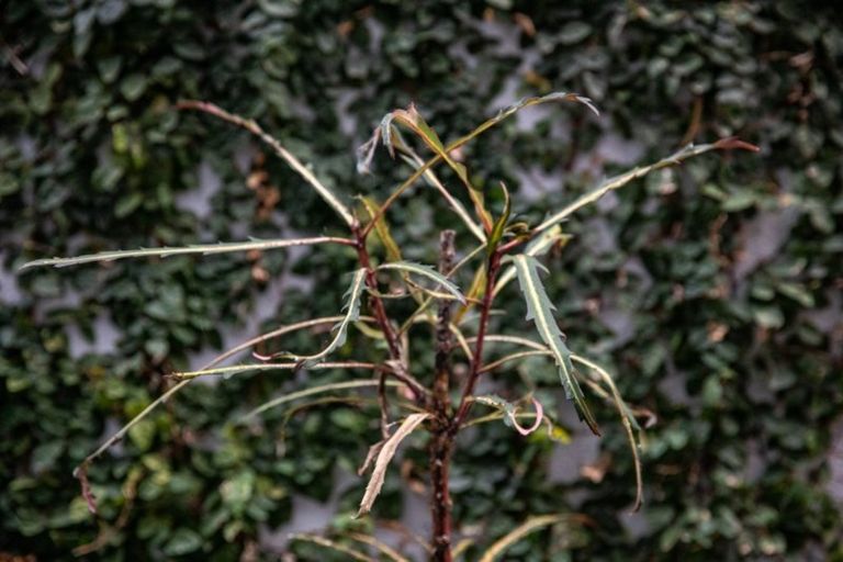 Photo of property in Sugar Lane Apartments, 10/31 Rawene Road, Birkenhead, Auckland, 0626