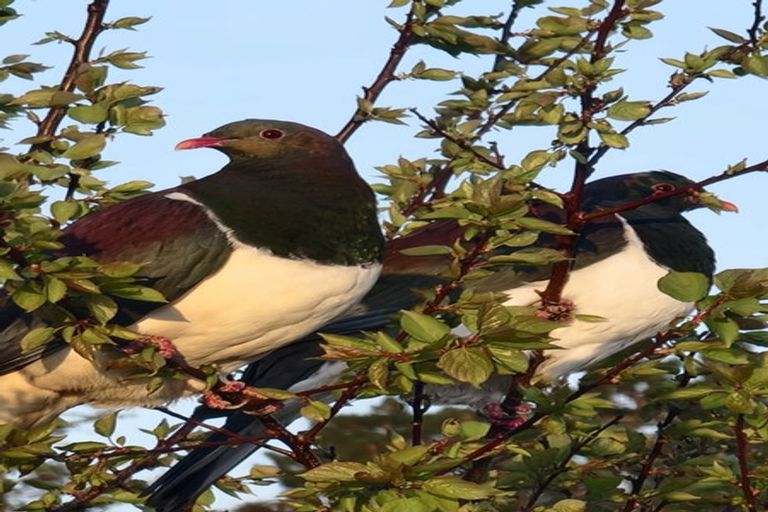 Photo of property in 128e Mauku Road, Patumahoe, Pukekohe, 2678