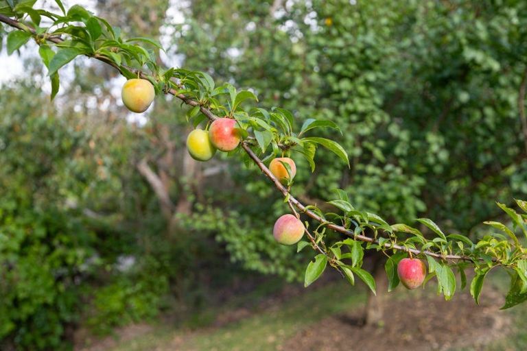 Photo of property in 7 Dobsons Lane, Kelvin Grove, Palmerston North, 4470