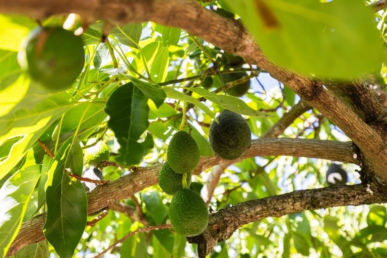 Photo of property in 102 Trewavas Street, Motueka, 7120