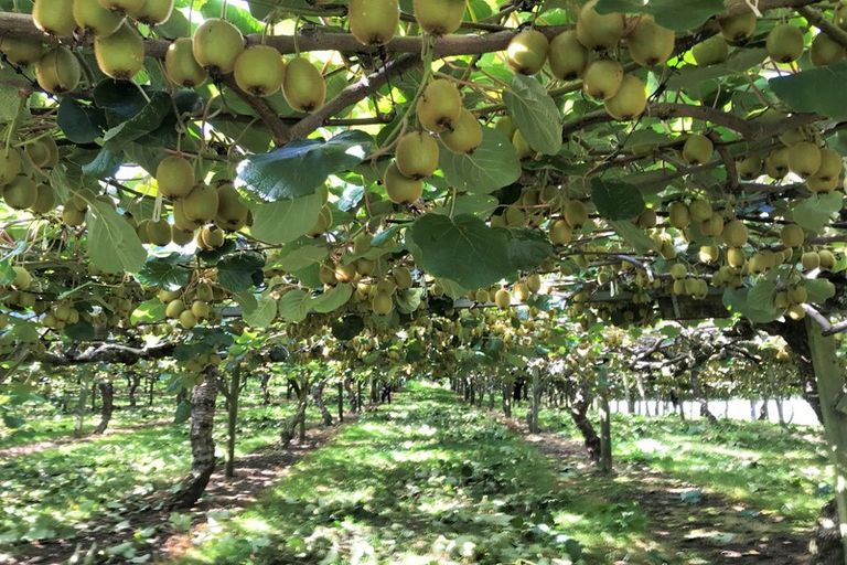 Photo of property in 92 Dudley Vercoe Drive, Te Puke, 3182