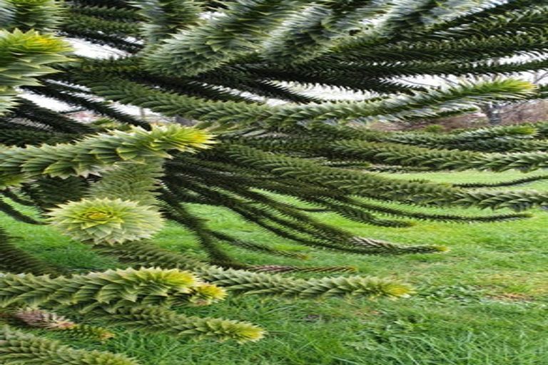 Photo of property in 61 Shannon Street, Ohakune, 4625