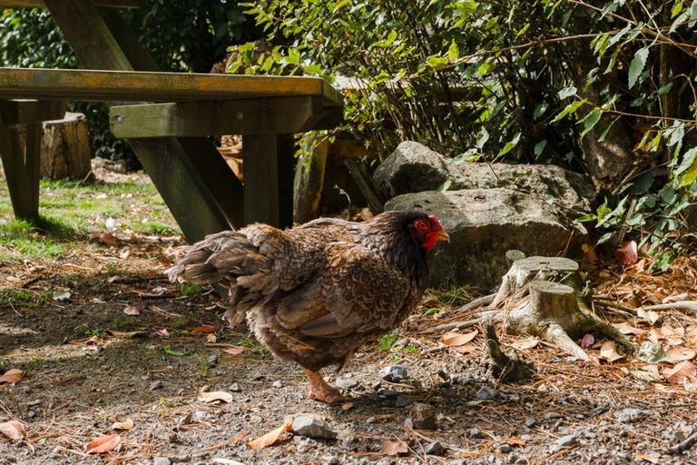 Photo of property in 289 Otuhi Road, Wheki Valley, Whangarei, 0179