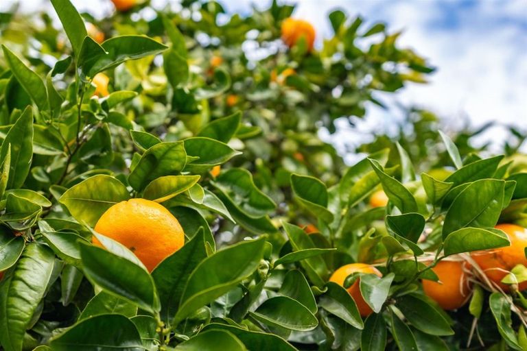 Photo of property in 656 One Tree Point Road, Ruakaka, Whangarei, 0171