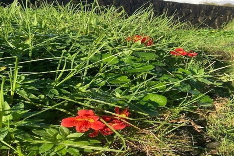 Photo of property in 12 Benders Avenue, Hillcrest, Auckland, 0627