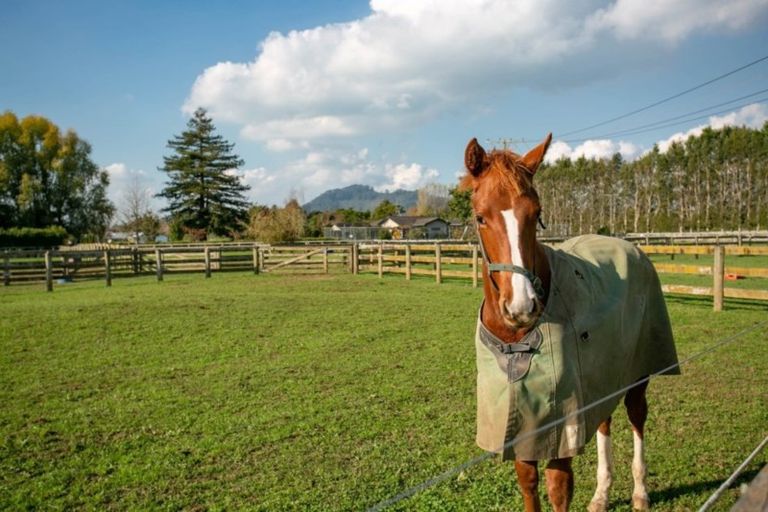 Photo of property in 298 Bellevue Road, Matangi, Cambridge, 3493