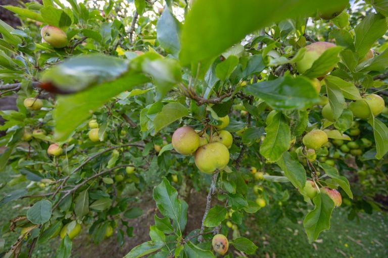 Photo of property in 7 Dobsons Lane, Kelvin Grove, Palmerston North, 4470