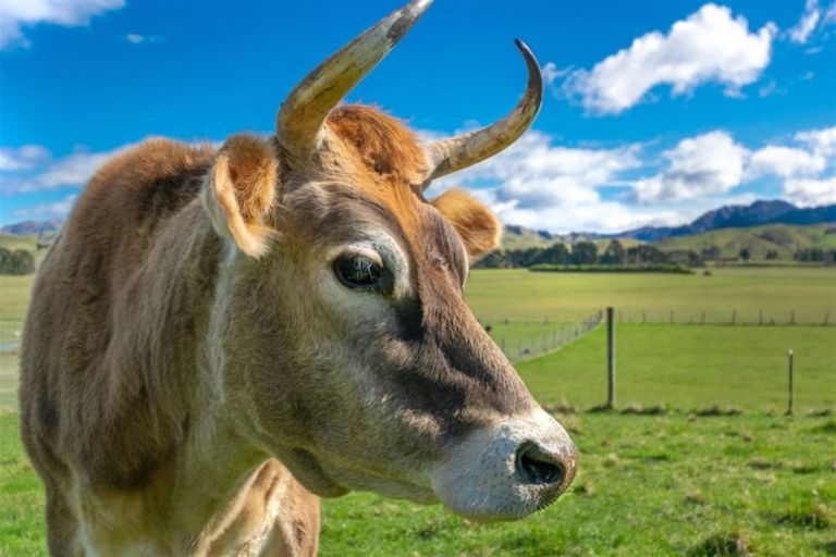 Photo of property in 7354 State Highway 1, Ward, Seddon, 7285