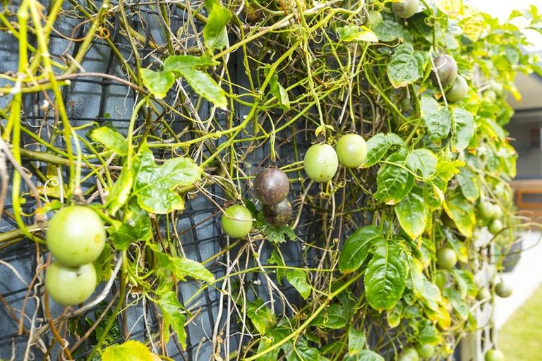 Photo of property in 61 Percy Kinsman Crescent, Riverstone Terraces, Upper Hutt, 5018