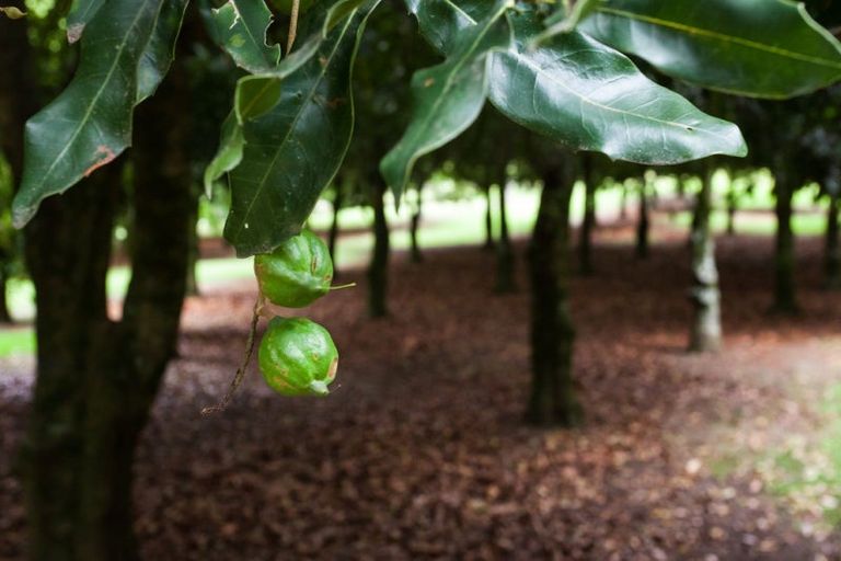 Photo of property in 8328 State Highway 35, Whanarua Bay, Te Kaha, 3199