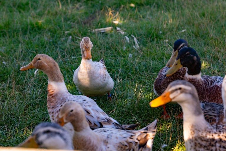 Photo of property in 568 South Road, Omata, New Plymouth, 4374